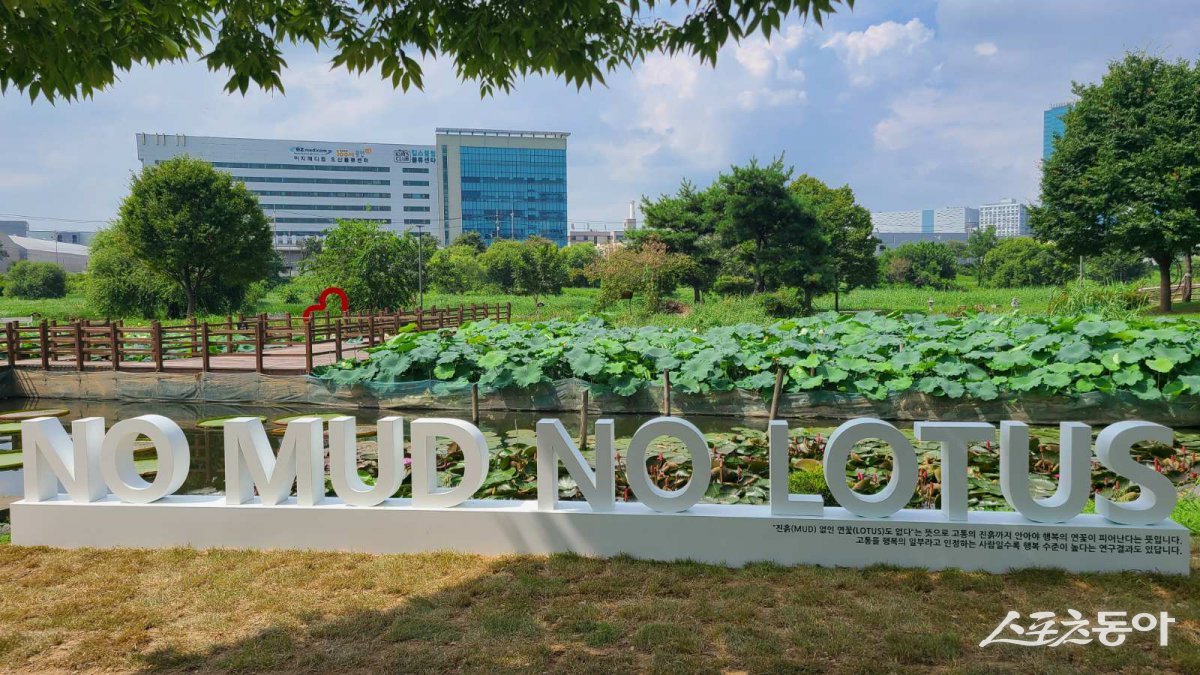 오산시, 오산천 연꽃단지 사진 명소 제작 설치 /오산시 제공