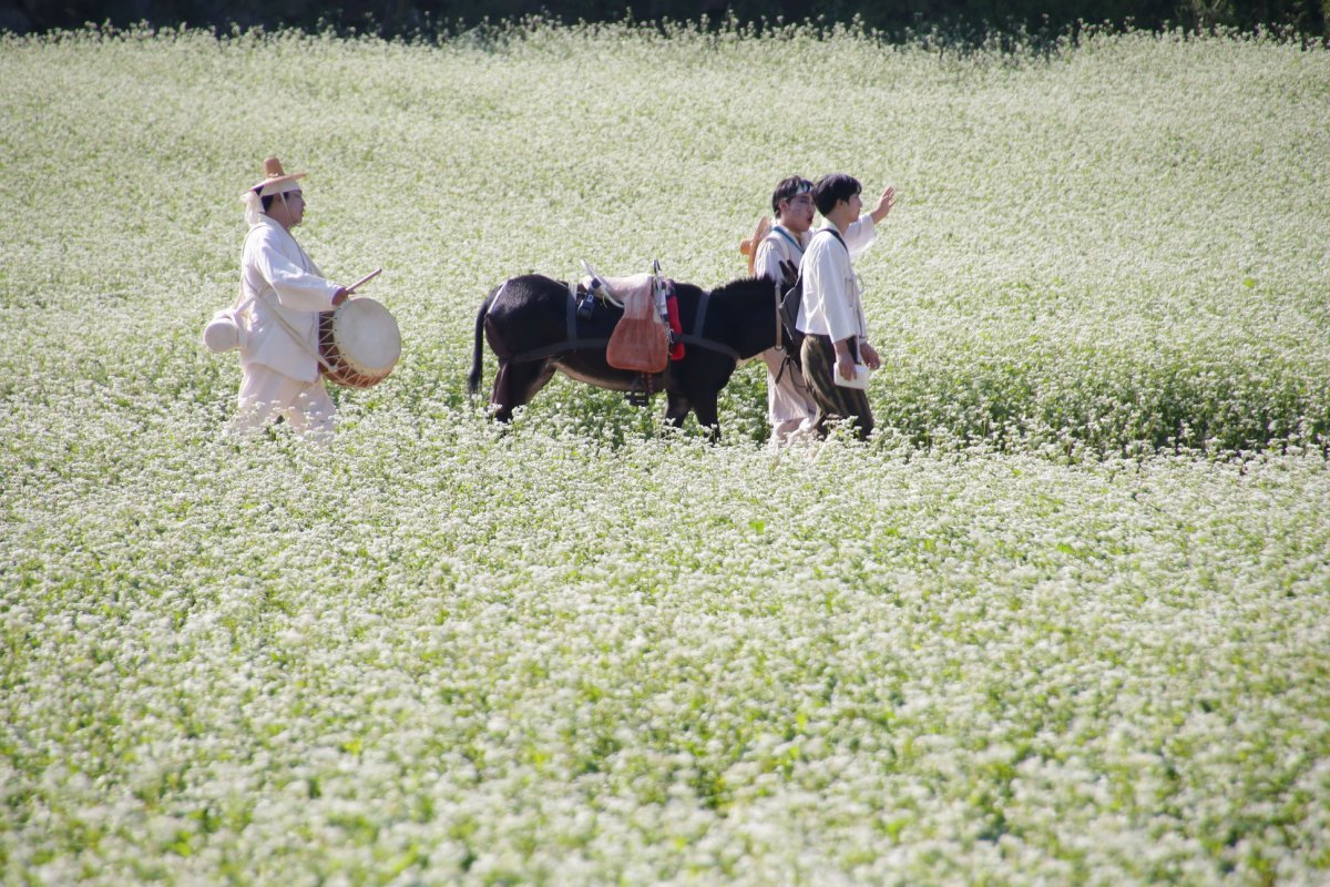 지난해 열린 ‘평창효석문화제’에서 소설 속 장면을 메밀꽃밭에서 재현하고 있다. 올해는 6일부터 15일까지 열린다                                                                                                                                                                              사진제공｜지엔씨이십일