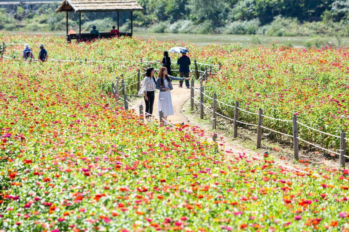 메밀꽃과 함께 평창의 가을을 상징하는 백일홍을 주제의계절 축제 ‘평창백일홍축제’. 올해 평창강 주변에서백일홍 1000여만 송이가 만개한 장관을 만날 수 있다                                                                              사진제공｜지엔씨이십일