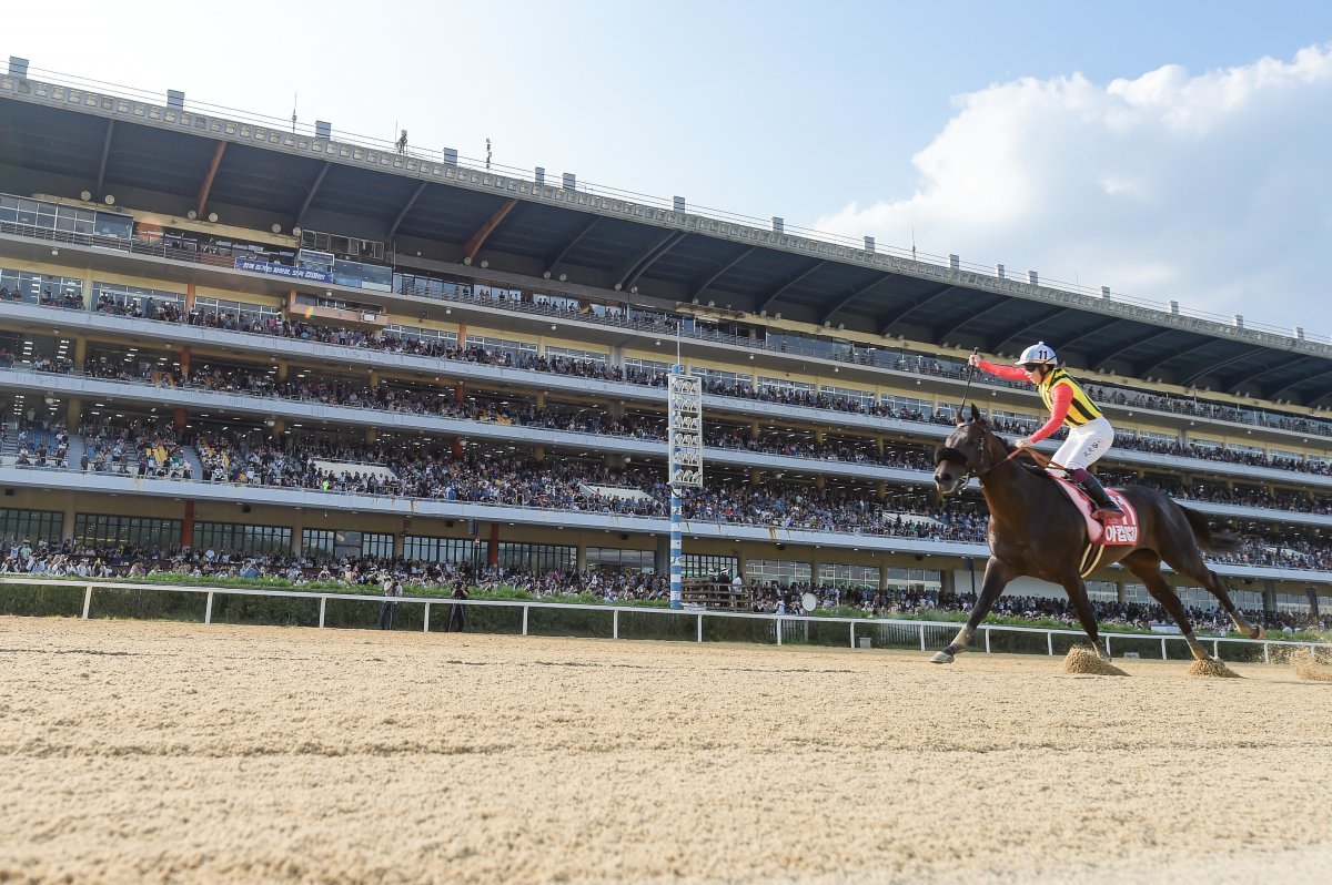 8일 렛츠런파크서울에서 열린 ‘제7회 코리아컵’에서 2연패를 달성한 우승마 일본의 크라운프라이드와 요코야마 기수가 결승선을 통과하며 승리의 포즈를 취하고 있다                                                                        사진제공｜한국마사회