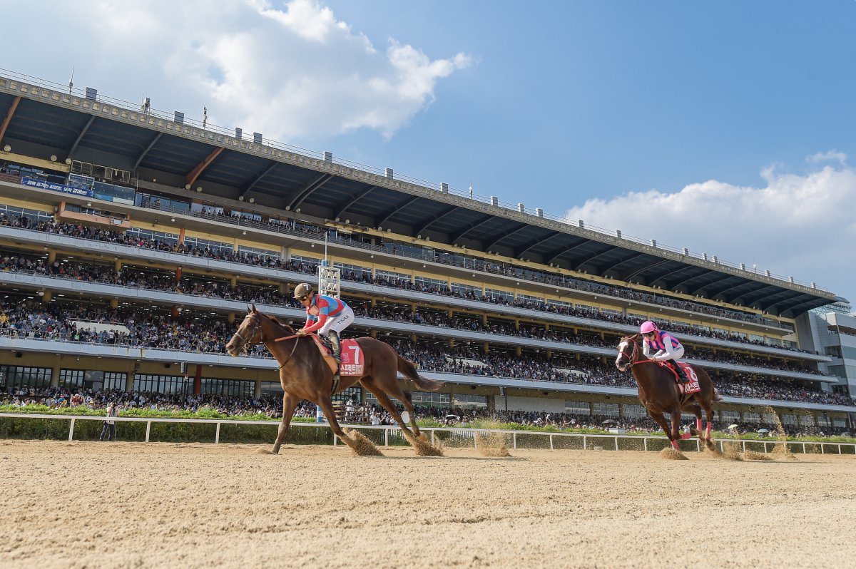 8일 렛츠런파크서울 제6경주로 열린 ‘제7회 코리아스프린트’에서 디펜딩 챔피언인 일본의 리메이크(7번마)가 재스퍼크로네(8번마)를 제치고 선두로 들어오고 있다                                                                             사진제공｜한국마사회
