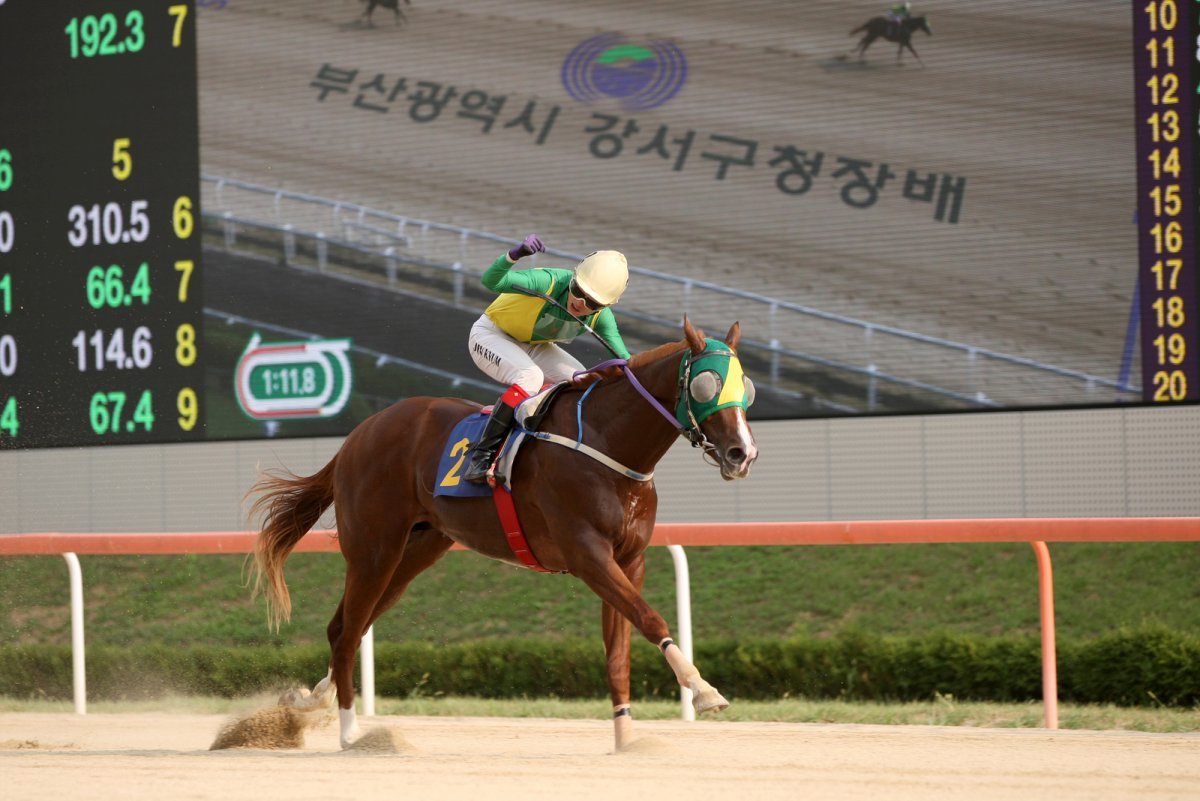 8일 렛츠런파크부산에서 열린 쥬버나일 시리즈 첫 경주 부산 강서구청장배에서 출발 이후 와이어투와이어 우승을  거둔 위너클리어의 진겸 기수가 결승선을 통과하며 승리의 포즈를 취하고 있다               사진제공｜한국마사회