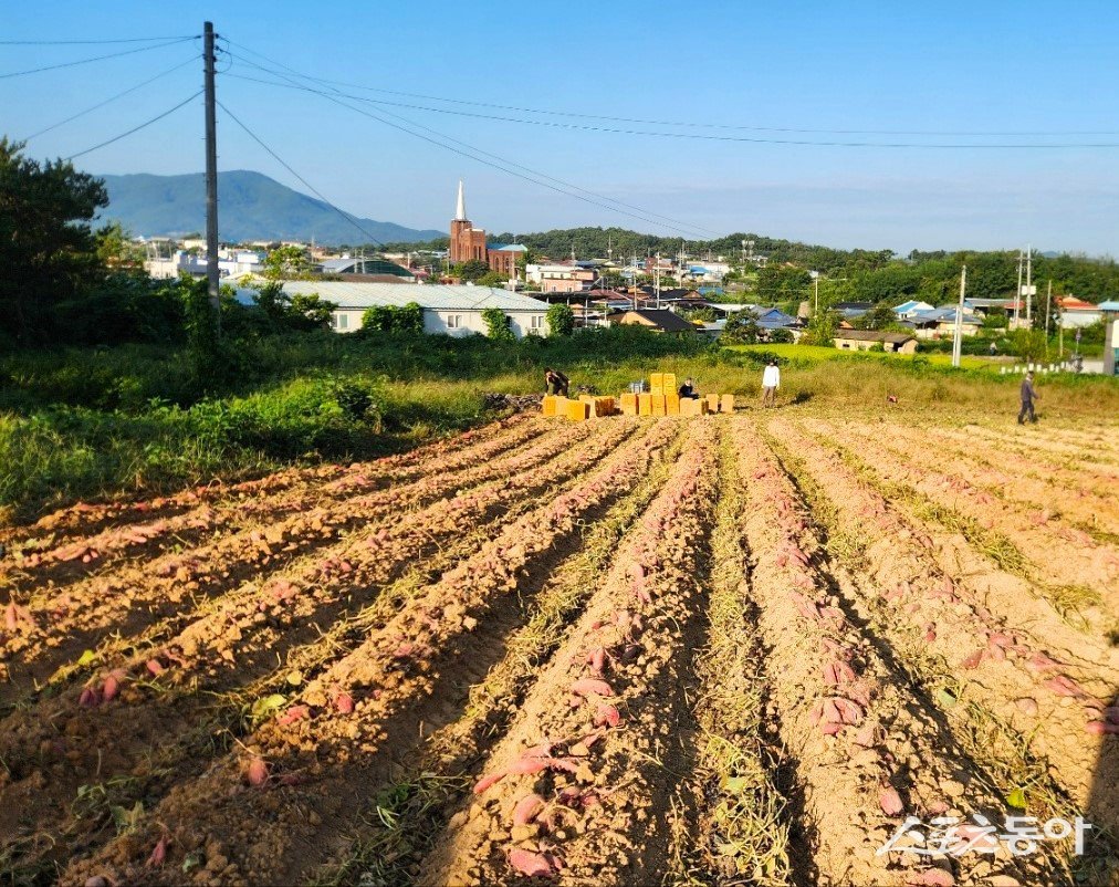 무병주 고구마 첫 수확 시작 사진=의성군