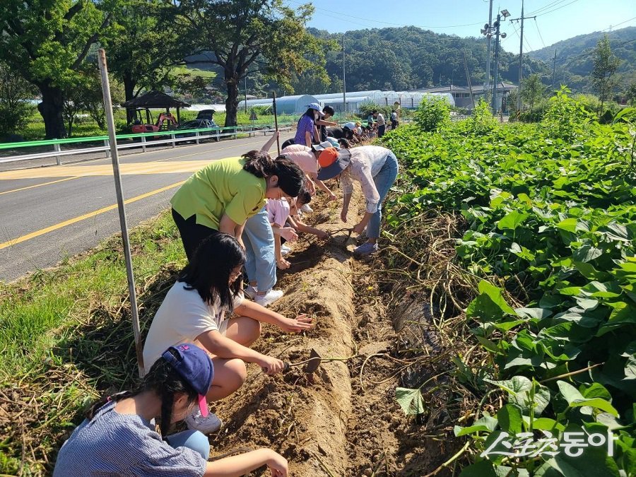 대전시 식생활 체험 교육 고구마 수확 모습. 사진제공｜대전시청