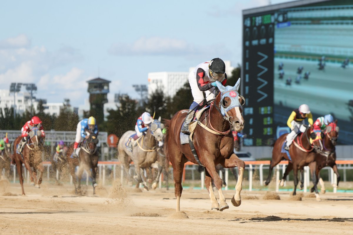9월 29일 열린 1800m 장거리 대상경주(일간스포츠배 )에서 가장 먼저 결승선을 통과한 늘가을과 이혁 기수 사진제공|한국마사회
