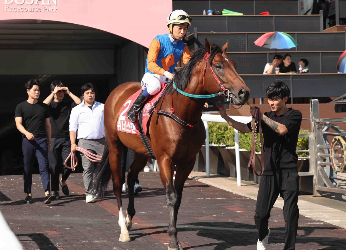 9월 29일 렛츠런파크 부산경남에서 진행한 은퇴식에서 위너스맨이 경주로 퍼레이드를 위해 마지막으로 경주로에 입장하고 있다.                                                                                                                                                 사진제공｜한국마사회