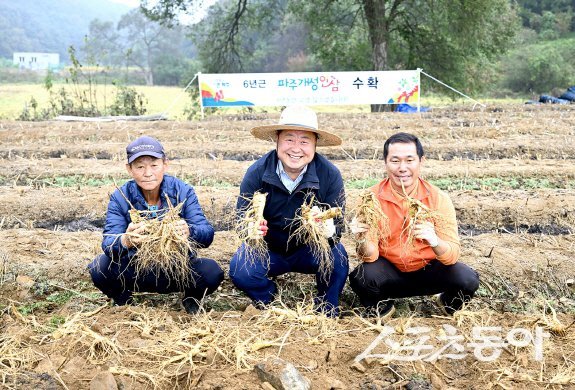 파주개성인삼 채굴하고 있는 김경일 파주시장(가운데)  사진제공ㅣ파주시