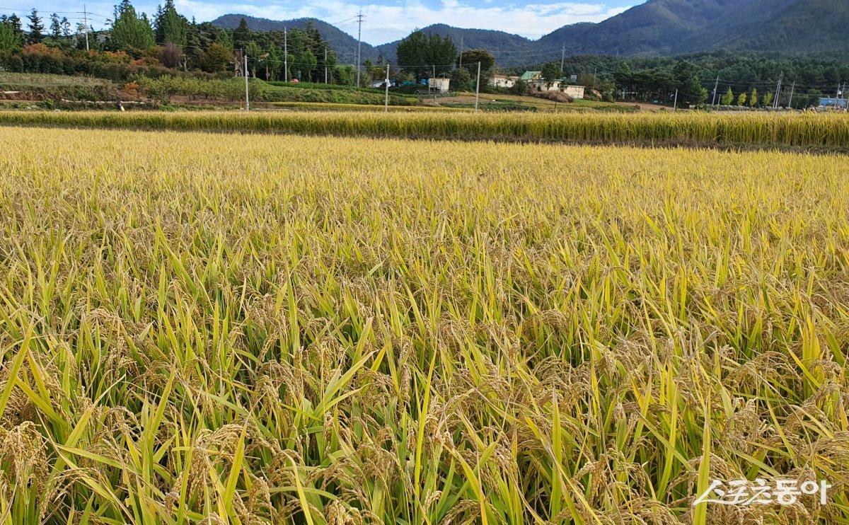 장흥 친환경 벼 생산단지. 사진제공=전남도