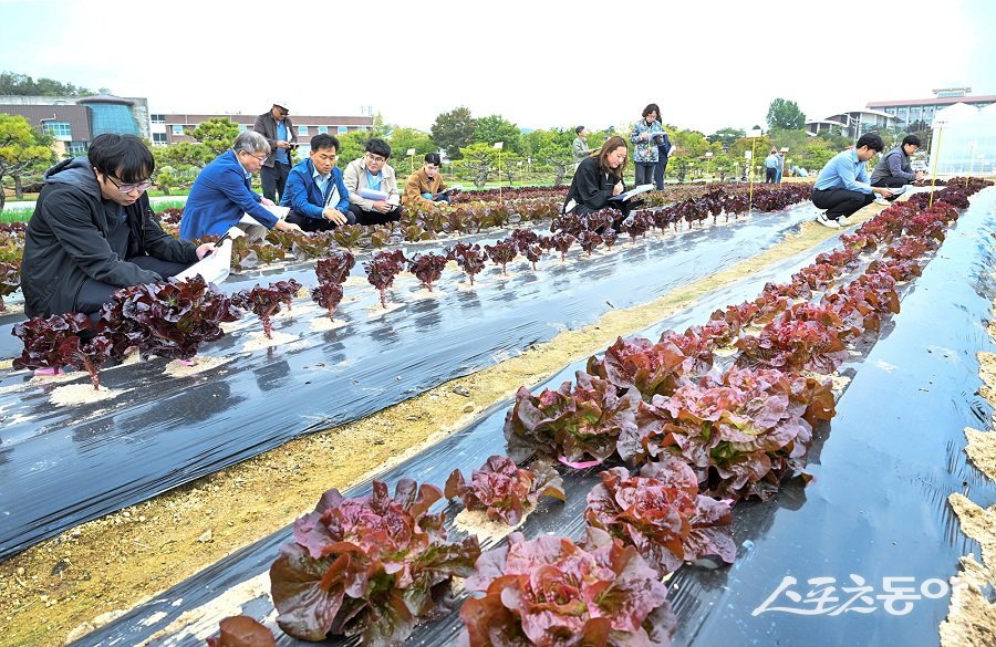 지난 18일, 충북농업기술원이 국립원예특작과학원과 함께 상추 품종 현장 평가회 모습. 사진제공｜충북도청