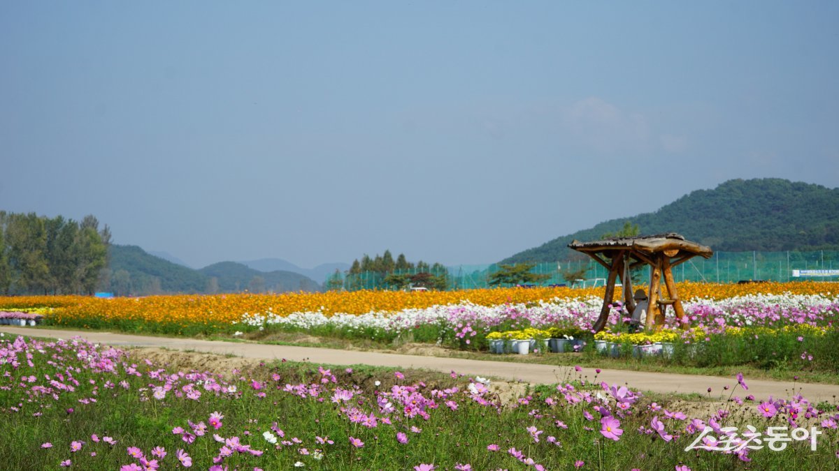 백제교에서 구드래나루터 선착장까지의 강변 공간에 조성한 가을꽃밭. 허수아비나 바람개비, 의자가 있는 원두막 등도 있어 부여 여행의 인증샷을 찍기 좋다                                                      부여｜김재범 기자 oldfield@donga.com