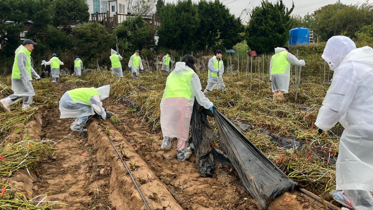 GKL 꿈희망봉사단이 강화군 회도면 내리 일손돕기 봉사활동에서 수확이 끝난 고추밭에서 환경정화 활동을 하고 있다                                                                                                                                                               사진제공｜그랜드코리아레저