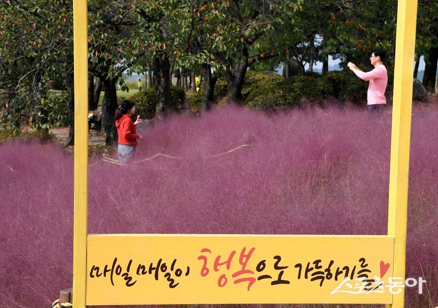 갯골생태공원 핑크뮬리 포토스폿에서 방문객들이 사진을 찍고 있다. 사진제공｜시흥시청 