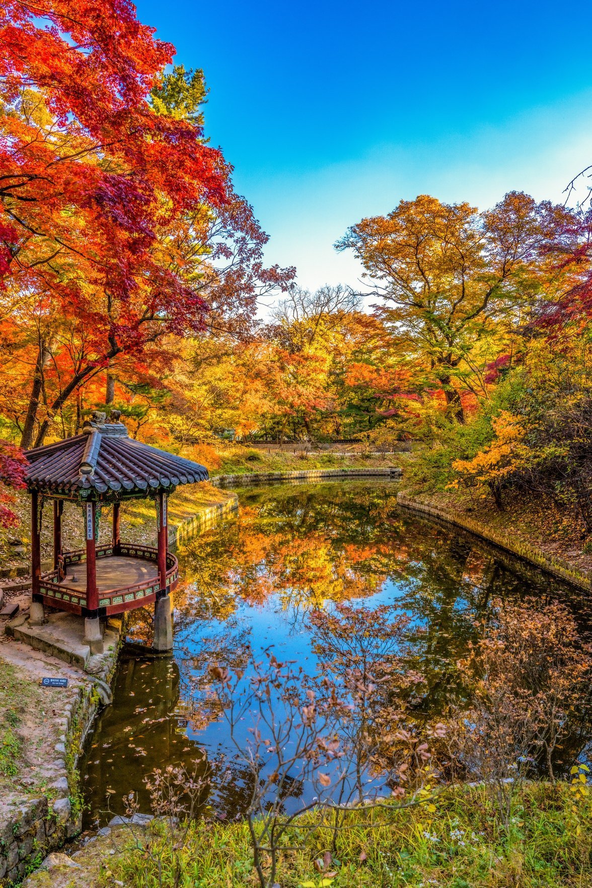 창경궁 춘당지를 곱게 물들인 가을 단풍                 사진제공｜서울관광재단