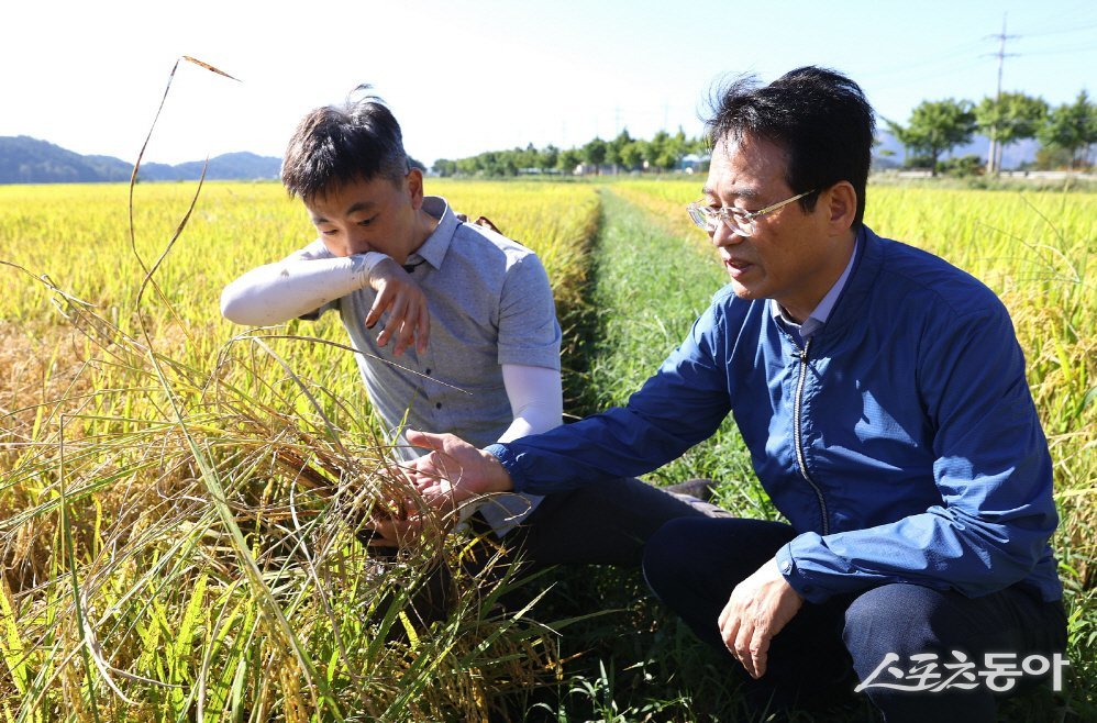 최근 벼멸구 피해 현장을 찾아 농업인의 애로사항을 듣고 있는 강진원 강진군수. 사진제공=강진군