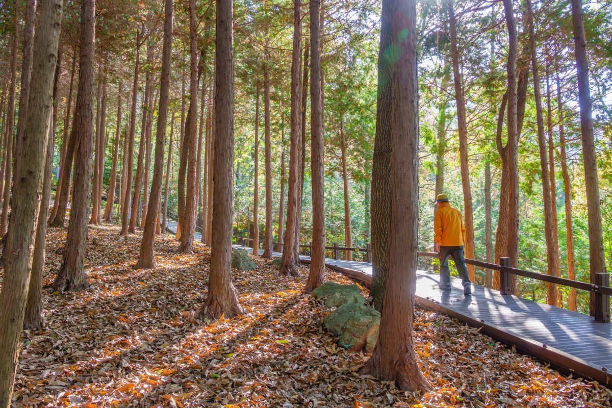 정남진 편백숲 우드랜드의 무장애 데크로드 말레길. 장애인과 노약자 등 관광약자를 위한 시설로 억불산 정상까지 연결되어 있다          사진제공｜지엔씨이십일