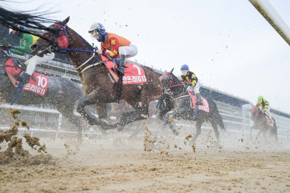 렛츠런파크 서울의 경주 모습 사진제공|한국마사회