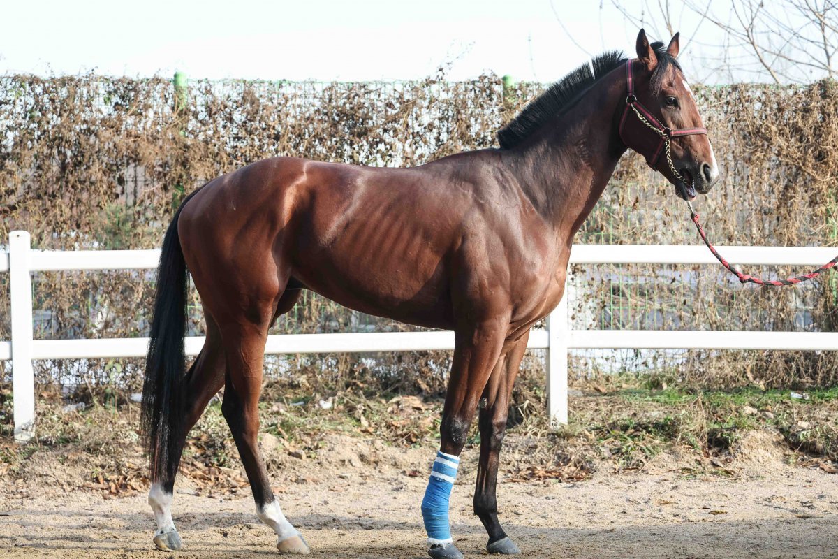 엘도라도강남                     사진제공｜한국마사회