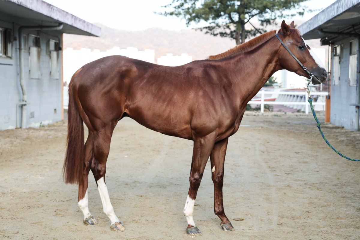 스톰크라운                                  사진제공｜한국마사회