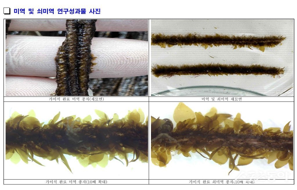 미역 및 쇠미역 연구성과물 사진. (사진제공=기장군)