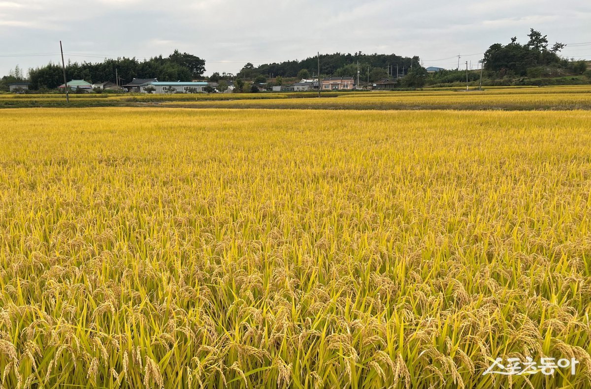 배 재배단지. 사진제공=전남도