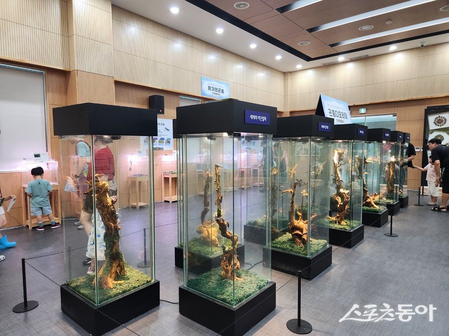 올해 진행된 벅스리움 여름방한 특별전시 ‘세상의 값진 곤충 특별전’ 모습. 사진제공|시흥시청