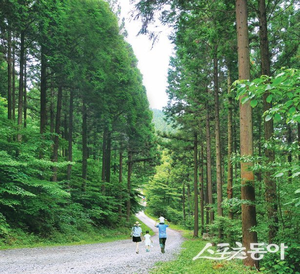 장성군 축령산 편백숲. 사진제공=장성군