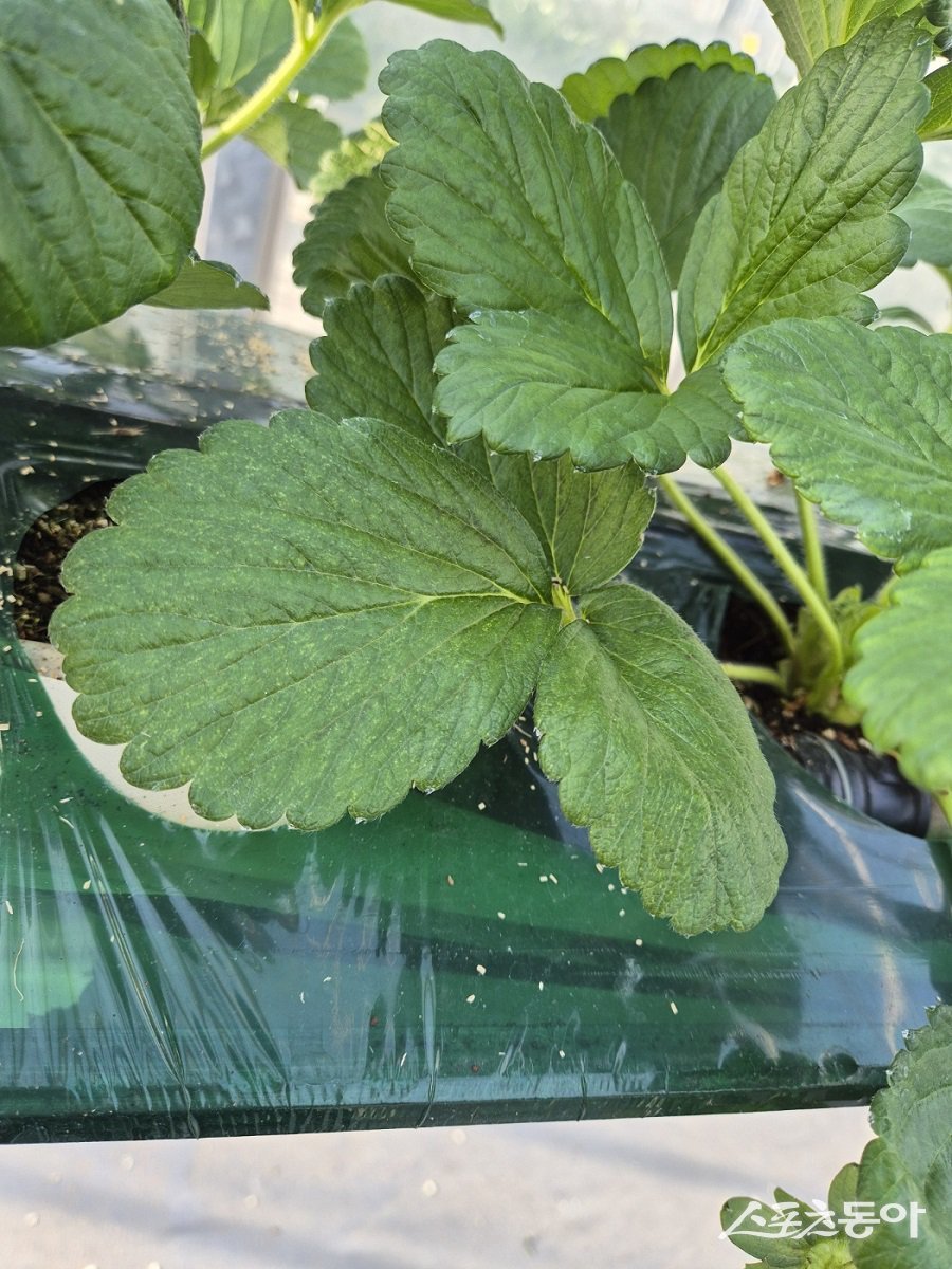 응애에 의한 딸기잎 피해 증상. 사진제공｜충남도청