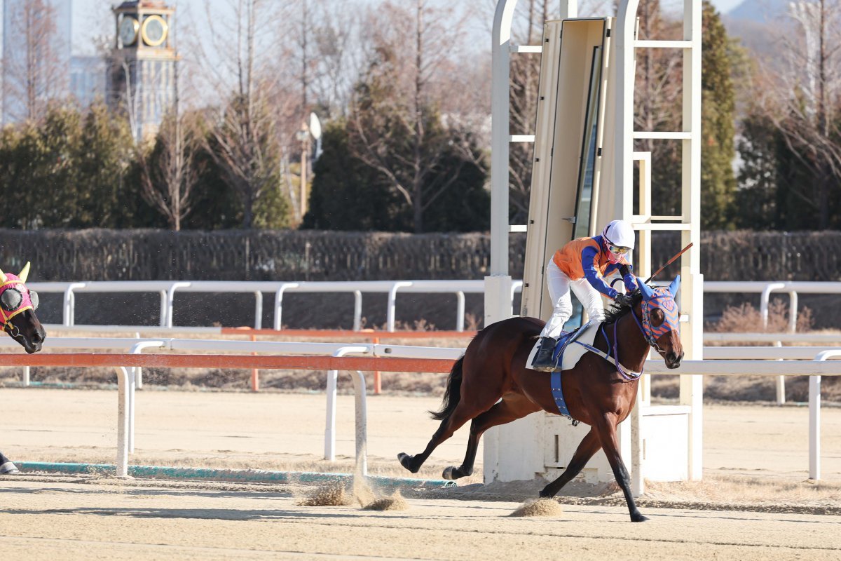 1월 4일 렛츠런파크 서울의 2025년 첫 레이스로 열린 새해맞이 기념경주에서 가장 먼저 결승선 통과하는 마이티러브와 김태희 기수             사진제공｜한국마사회