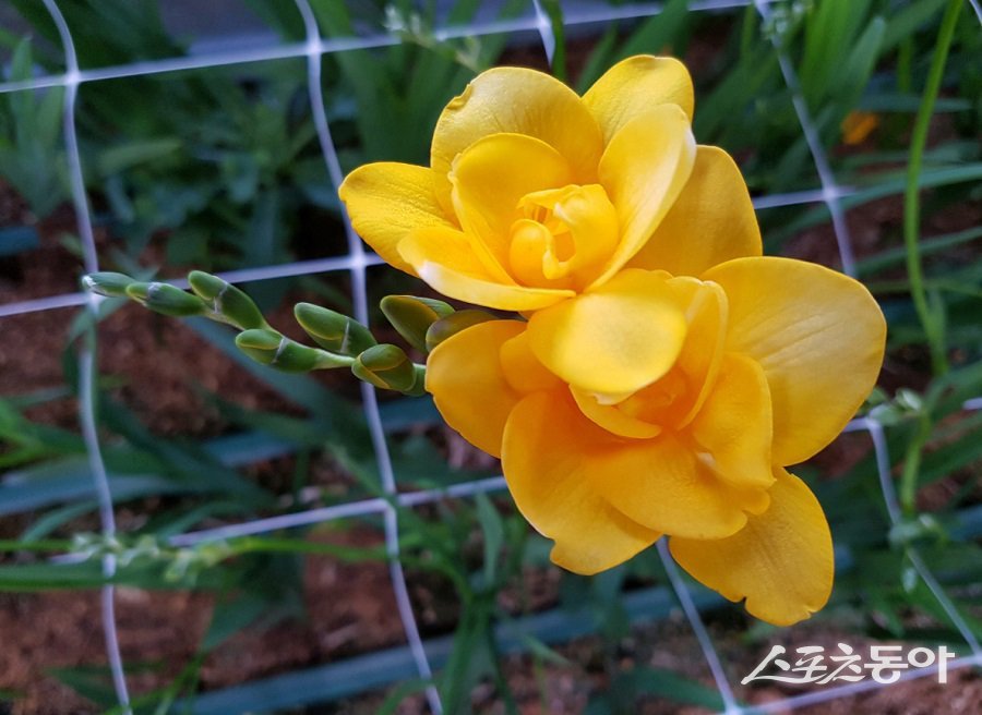 충남도 농업기술원에서 자체 개발한 프리지아 신품종 ‘골드문’의 경제적 가치가 매우 높다는 분석 결과가 나왔다(골드문). 사진제공|충남도청