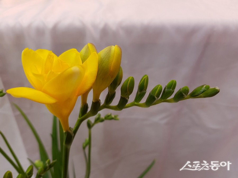 충남도 농업기술원에서 자체 개발한 프리지아 신품종 ‘골드문’의 경제적 가치가 매우 높다는 분석 결과가 나왔다(골드문). 사진제공|충남도청