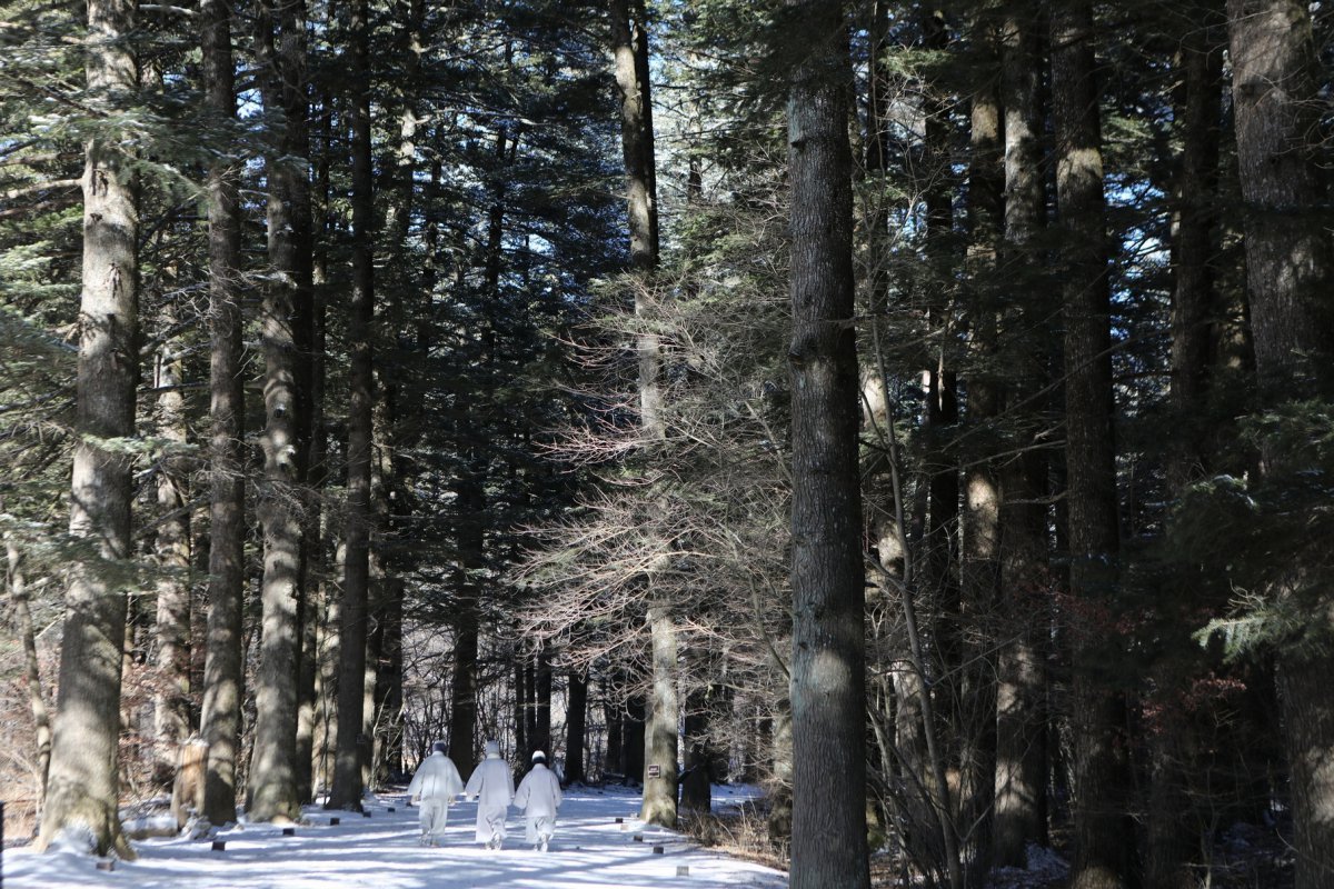 월정사 전나무숲길. 일주문에서 시작해 사찰 입구 금강교까지 약 1km에 달하는 산책로인데, 아름드리 전나무가 감싸고 있다. 드라마 ‘도깨비’의 촬영지로도 유명세가 높다 사진제공|지엔씨이십일