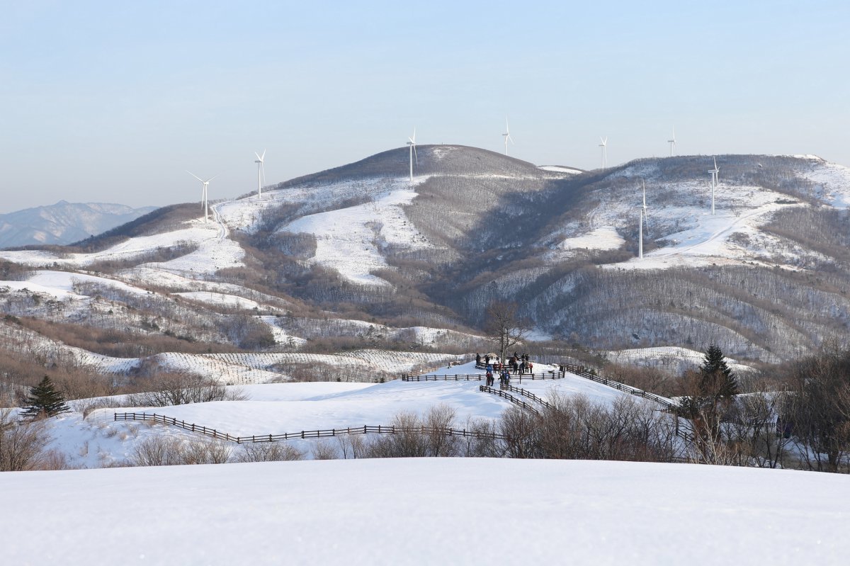 대관령삼양목장 전경. 해발 850~1470m의 고산지대에 위치한 동양 최대의 목장이다. 언덕 위에 우뚝 솟은 53기에 달하는 풍력 발전기는 국내 최대 규모를 자랑한다 사진제공|지엔씨이십일