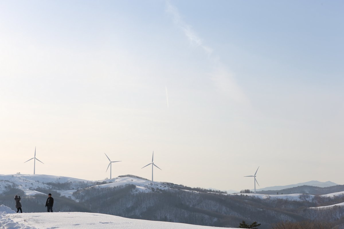 대관령삼양목장. 광장에서 정상인 동해전망대(1140m)까지 4.5km 구간 안에 양 방목지, 소 방목지, 타조 사육지, 연애소설나무 쉼터, 산책이 가능한 목책로 5개 구간 등이 있다 사진제공|지엔씨이십일