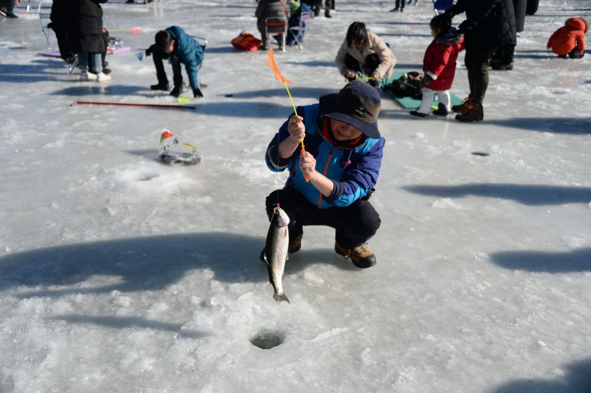 평창송어축제. 꽁꽁 언 얼음 위에서 즐기는 송어낚시는 얼음낚시터와 텐트낚시터에서 즐길 수 있다 사진제공|지엔씨이십일