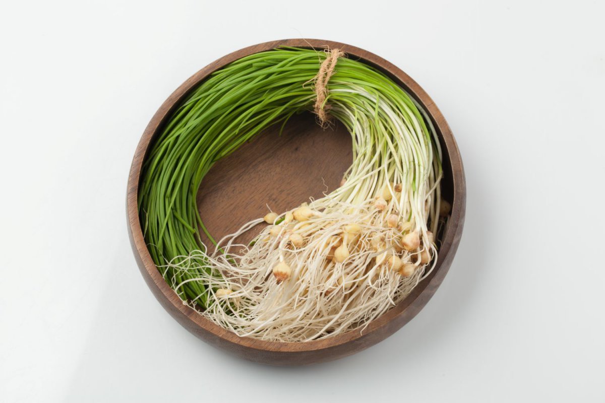 콜레스테롤 수치를 낮추고 동맥경화, 고혈압 예방에 좋은 달래 사진제공|어도비스톡·자생한방병원