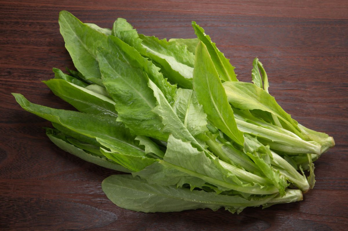 비타민C와 단백질 많아 체내 에너지 대사와 춘곤증 완화에 효과 큰 씀바귀 사진제공| 어도비 스톡·자생한방병원