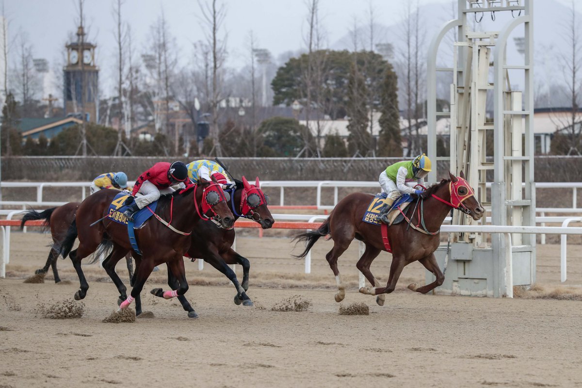 2020년 1월 19일 세계일보배에서 가장 먼저 결승선에 들어오는 심장의고동과 박태종기수(12번마) 사진제공|한국마사회