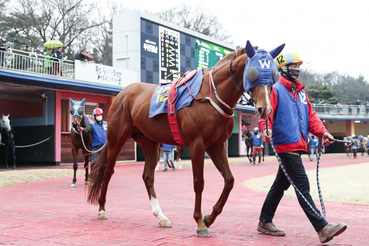 2024년 2월 18일 세계일보배 출전했을 때 빅스고. 이때 우승을 했다 사진제공|한국마사회