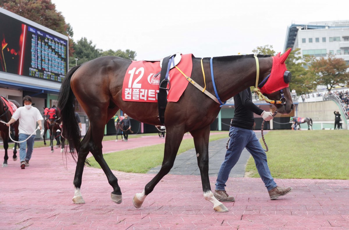 2024년 10월 13일 대통령배에 출전한 컴플리트레벨 사진제공|한국마사회