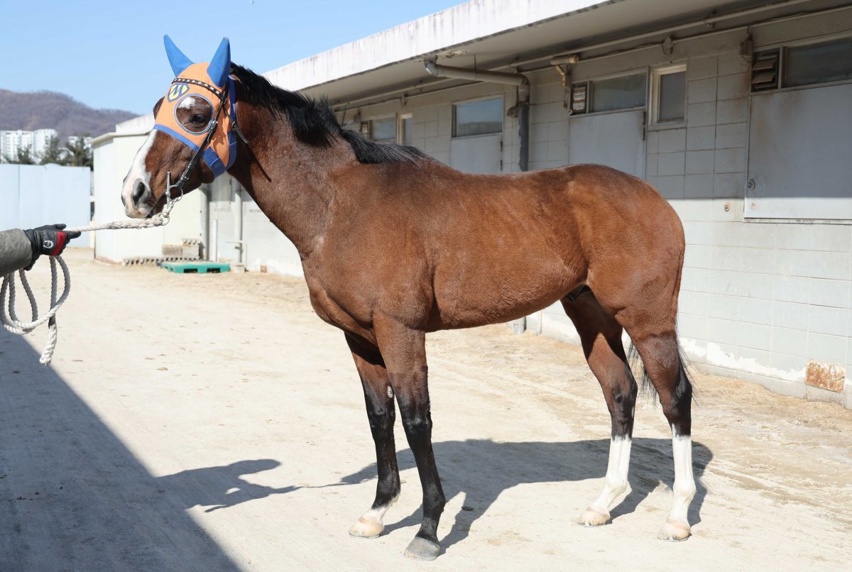 출전마 중 가장 어린 아이엠짱. 1400m에 4번 출전해 3회나 우승했다 사진제공|한국마사회