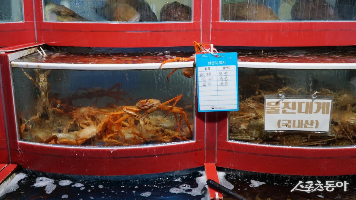 울진 왕돌회수산의 수조에 있는 울진대게. 몸통에서 뻗어 나온 8개의 다리 마디가 마른 대나무를 닮아 대게로 불린다   울진｜김재범 기자 oldfield@donga.com