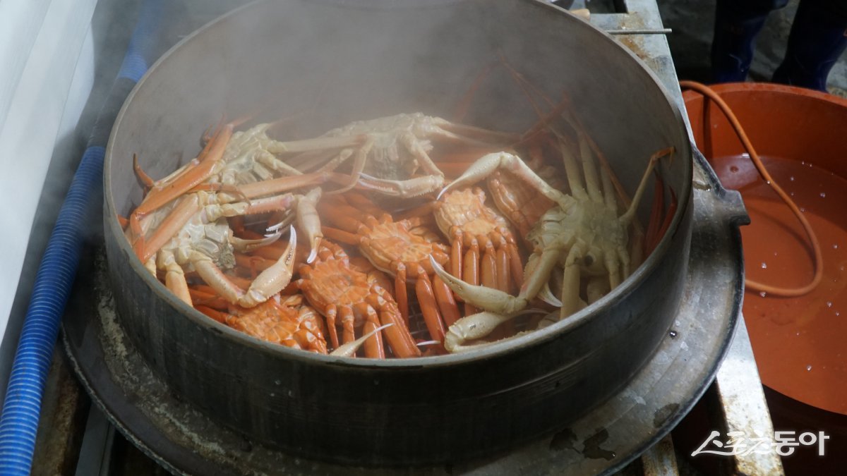 울진 왕돌회수산에서 손님 상으로 내기 전 울진대게를 찌고 있다. 울진에는 왕돌회수산처럼 오랜 업력을 자랑하는 대게 전문 맛집이 후포항을 중심으로 여럿 영업하고 있다    울진｜김재범 기자 oldfield@donga.com