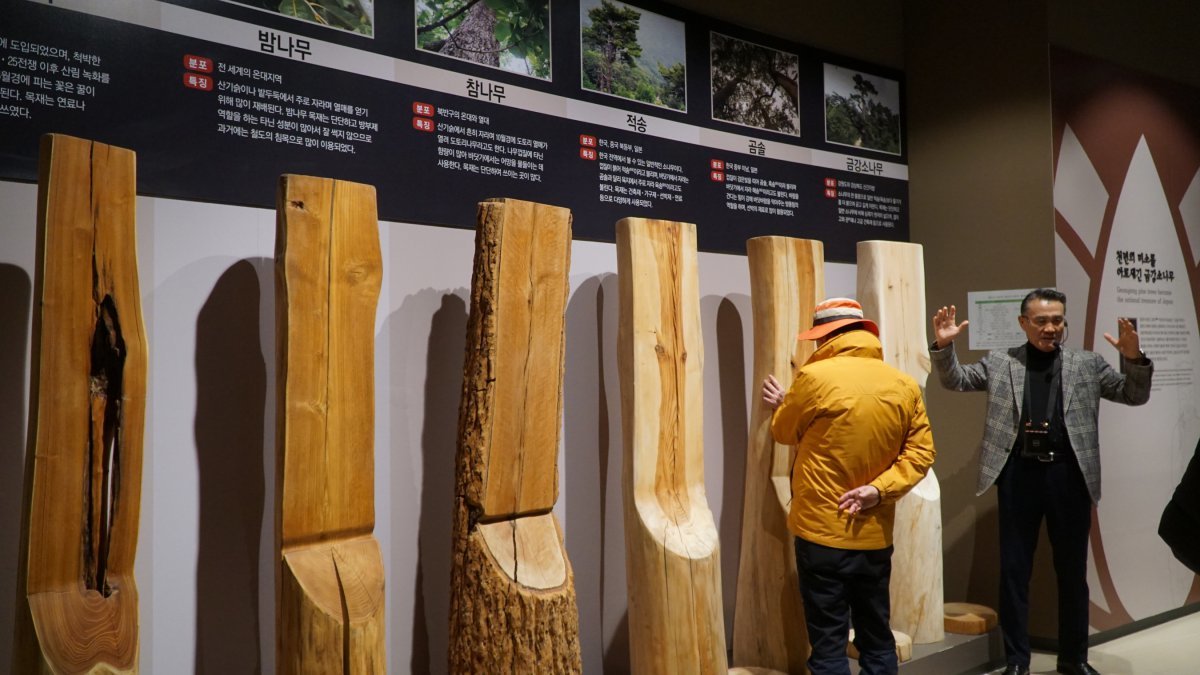 금강송 에코리움의 전시관에서 소나무 종류별 목재의 특징과 사용처에 대해 설명하는 울진군 해설사   울진｜김재범 기자 oldfield@donga.com