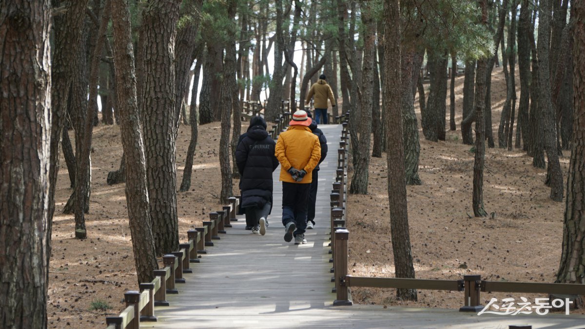 월송정으로 가는 송림 데크길. 울창했던 송림을 일제강점기에 모두 베어 한때 황폐했으나, 1950년대 해송 1만 5000그루를 다시 심었다            울진｜김재범 기자 oldfield@donga.com