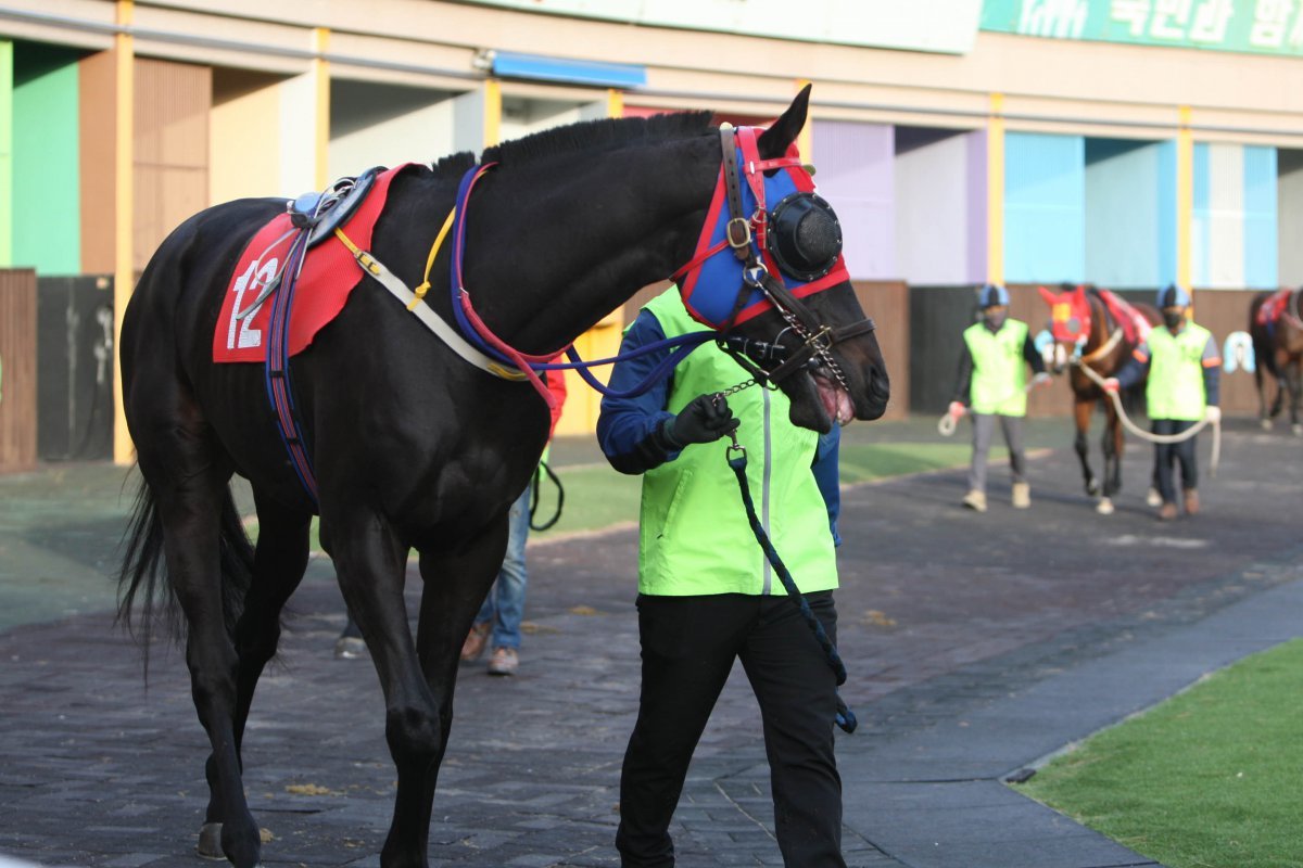 나올스나이퍼 사진제공|한국마사회