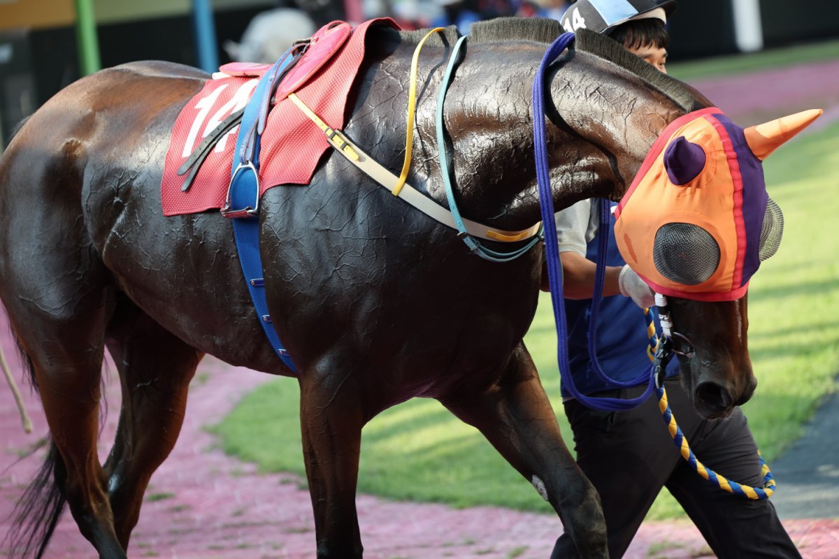 크라운함성 사진제공|한국마사회