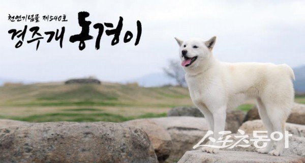 경주시가 새로운 상징물로 지정하고자 하는 ‘경주개 동경이’ 사진제공 ㅣ 경주시