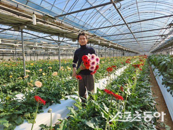 박장춘 봉화군화훼협의회 회장이 거베라를 들고 있다. 사진제공 ㅣ 봉화군
