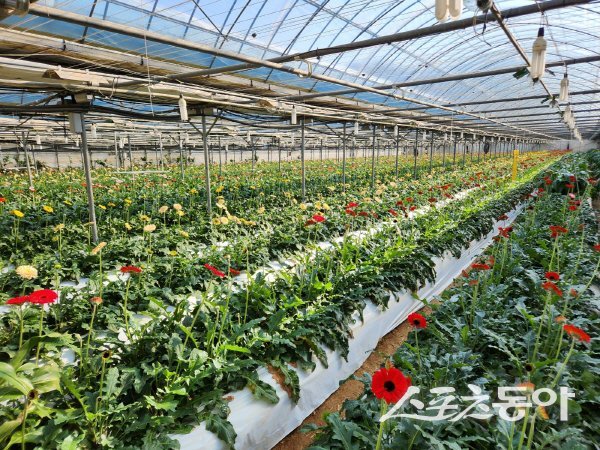 화훼시설하우스에 거베라꽃이 활짝 피어 있다. 사진제공 ㅣ 봉화군