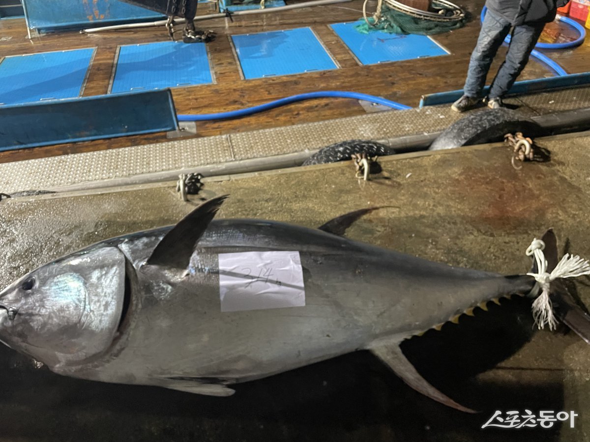 영덕군 앞바다서 잡힌 대물 참다랑어. 사진제공 l 영덕군